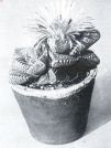Miniatuurfoto