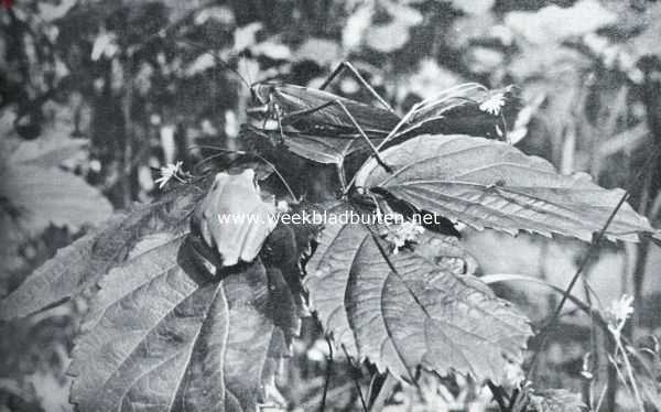 Onbekend, 1935, Onbekend, Sabelsprinkhaan met boomkikker. Fotos uit K.O. Bartels: 