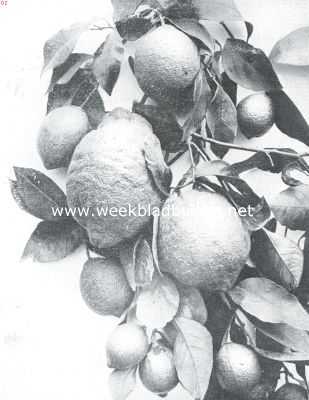 Frankrijk, 1935, Menton, In de citroengaarden van Menton. Citroenen van Menton
