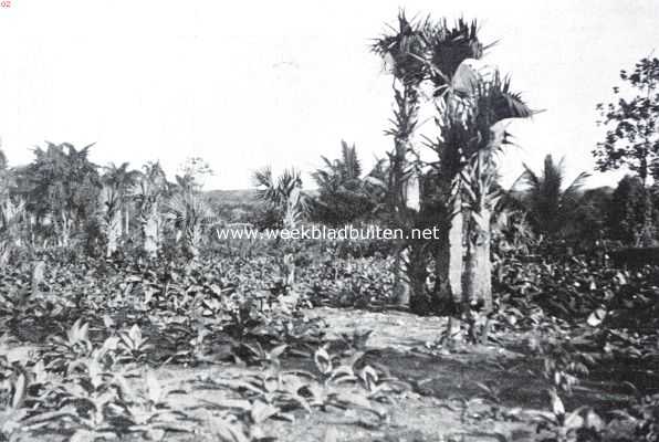 Dominicaanse Republiek, 1935, Santo Domingo, Tabak tusschen de palmen van La Vega op Santo Domingo
