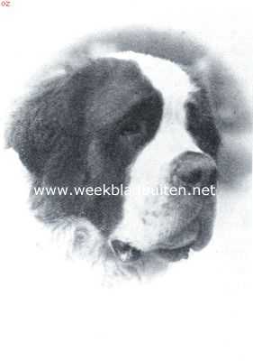 Onbekend, 1935, Onbekend, De Sint Bernhard. In Zwitserland gefokte hond, thans kampioen en gezochte vaderhond in de Ver. Staten