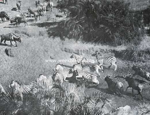 Zuid-Afrika's groot wild. Zebra's en wildebeesten, opgeschrikt bij de drinkplaats in het Zuid-Afrikaansche bosveld