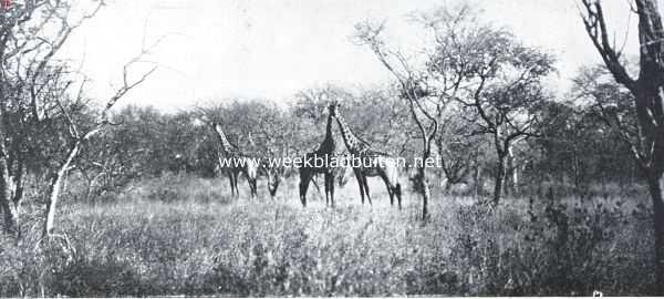Zuid-Afrika's groot wild. Giraffen tusschen de dorenboomen