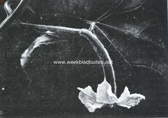 Onbekend, 1935, Onbekend, Vrouwelijke bloem van den fleschkalebas