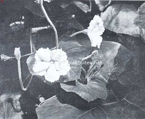 Onbekend, 1935, Onbekend, Sierkalebassen. Mannelijke bloem