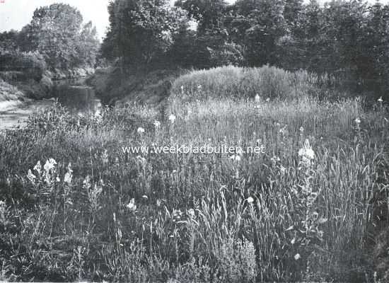 Door het land van de Dinkel. De rijke flora der Dinkeloevers op Harseveld