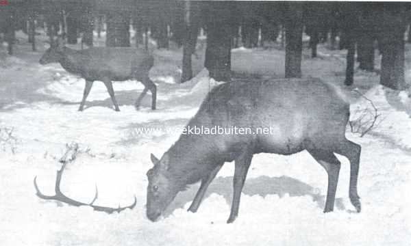 Reen en Herten. In den winter wordt het gewei afgeworpen