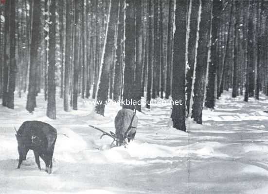 Onbekend, 1935, Onbekend, Reen en Herten. Op zoek naar voedsel onder de sneeuw