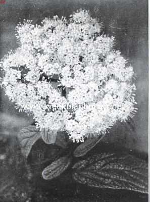 Onbekend, 1935, Onbekend, Viburnum Rhitidophyllum