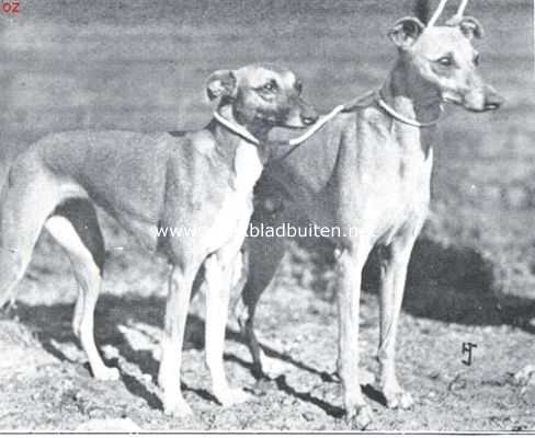 Onbekend, 1935, Onbekend, De whippet. Kampioen 