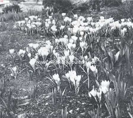 Onbekend, 1935, Onbekend, Crocussen voor struikgewas