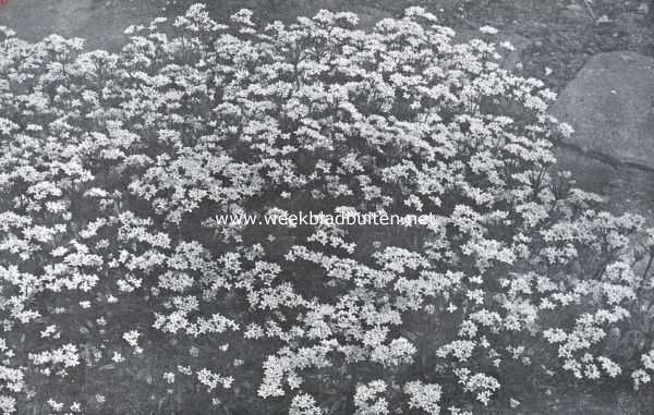 Onbekend, 1935, Onbekend, De border, haar aanleg en beplanting. Lieve Vrouwen Bedstroo (Asperula Odorata)