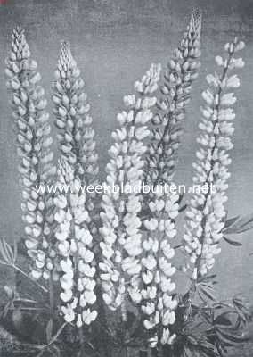 Onbekend, 1935, Onbekend, De border, haar aanleg en beplanting. Lupinus Polyphyllus