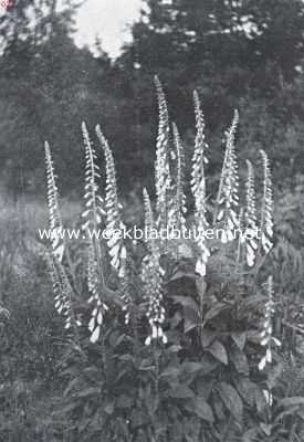 Onbekend, 1935, Onbekend, De border, haar aanleg en beplanting. Digitalis Purpurea Var. Albiflora