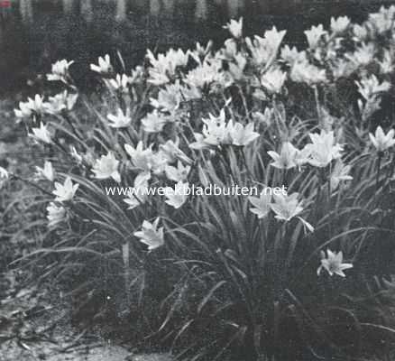 Onbekend, 1935, Onbekend, De border, haar aanleg en beplanting. Hemerocallis Middendorffii