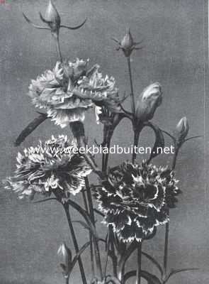 Dianthus Heddewigi Hybridus Fl. Pl. Uit: 