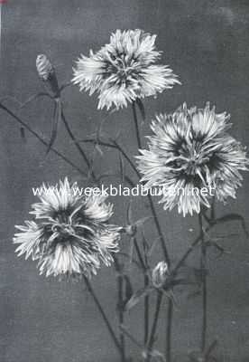 Onbekend, 1935, Onbekend, Dianthus Heddewigi Laciniatus. Uit: 