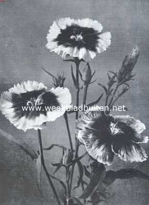 Dianthus Heddewigi. Uit: 