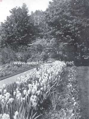 De border, haar aanleg en beplanting. Iris-border