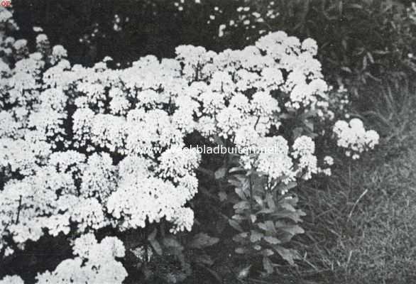 Onbekend, 1935, Onbekend, De border, haar aanleg en beplanting. Iberis Coronaria