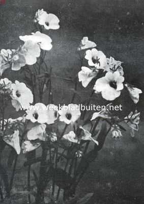 Onbekend, 1935, Onbekend, De border, haar aanleg en beplanting. Nemesia Strumosa