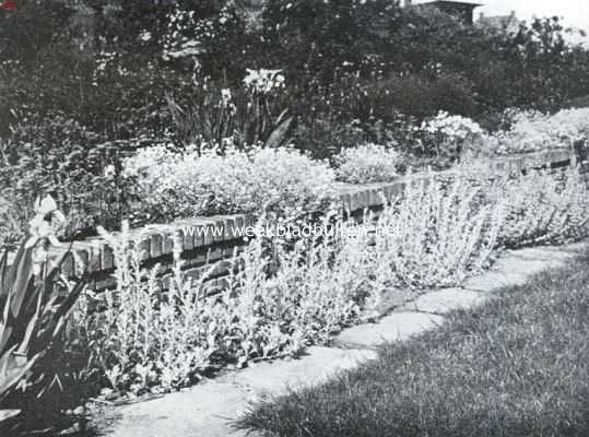 De border, haar aanleg en beplanting. Onder langs de border