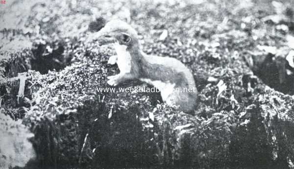 Onbekend, 1935, Onbekend, Het wezeltje op jacht