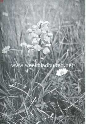 Onbekend, 1935, Onbekend, De bloeiende wei. Harlekijnorchis