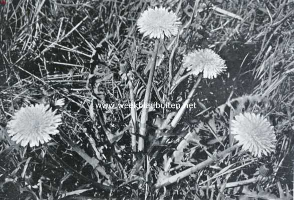 Onbekend, 1935, Onbekend, De bloeiende wei. Paardenbloemen in voorjaarsbloei