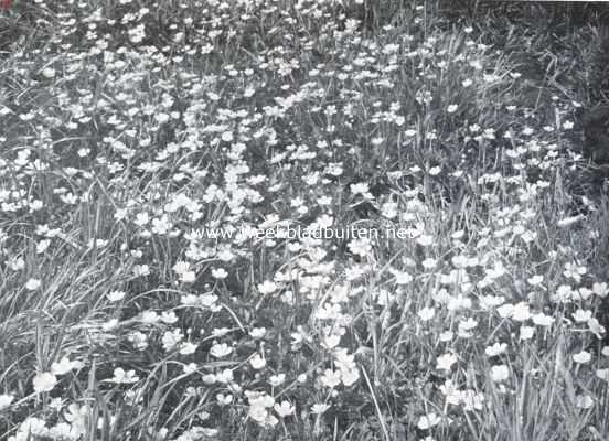 De bloeiende wei. Een veldje vol boterbloemen