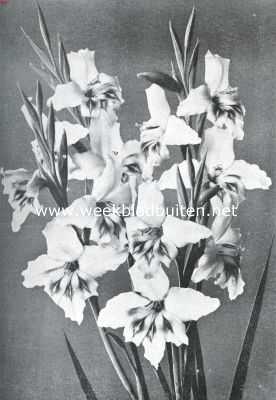 Onbekend, 1935, Onbekend, Vroege Heraut-Gladiolus Fair Lady