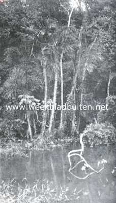 Brazili, 1935, Onbekend, Naar de Amazone. Oerwoud langs de Amazone