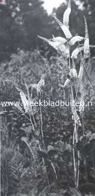 Onbekend, 1935, Onbekend, De border, haar aanleg en beplanting. Cimicifuga Racemosa