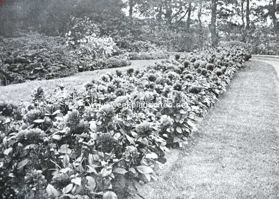 Onbekend, 1935, Onbekend, Dwergdecoratieve dahlia Park Beauty in de border