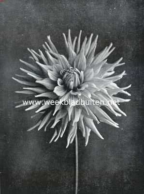 Onbekend, 1935, Onbekend, Cactus-Dahlia