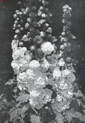 Althaea Rosea Fl. Pl. (Schotsche stokrozen). Uit: 