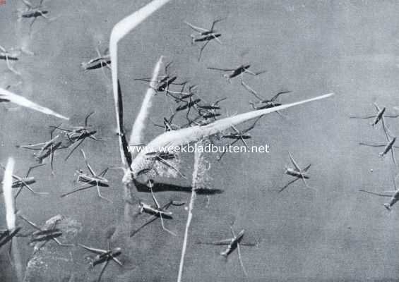 Onbekend, 1935, Onbekend, Insecten van den waterkant. Schaatsenrijders (foto's K.O. Bartels uit 