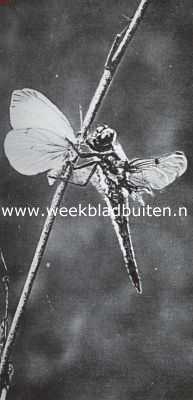 Onbekend, 1935, Onbekend, Insecten van den waterkant. Libel, een witje verslindend