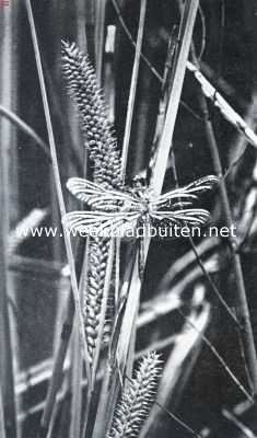 Onbekend, 1935, Onbekend, Insecten van den waterkant. Rustende libel