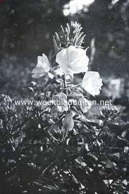 Nederland, 1935, Onbekend, Juni in de duinen. Teunisbloem