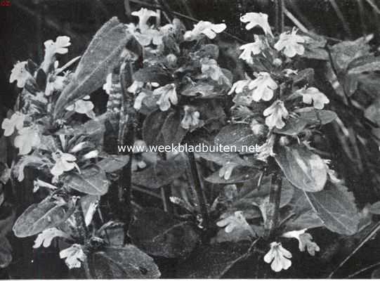 Nederland, 1935, Onbekend, Juni in de duinen. Kruipend zenegroen