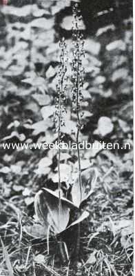 Nederland, 1935, Onbekend, Juni in de duinen. Keverorchis