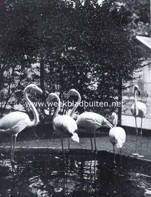 Onbekend, 1935, Onbekend, Flamingo's