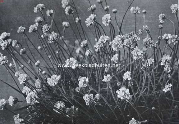 Armeria Maritima Splendens (Engels gras). Foto: Vaste, Tweejarige en Rotsplanten, Uitg. Turkenburg, Bodegraven