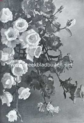 Onbekend, 1935, Onbekend, Campanula Pyramidalis Alba