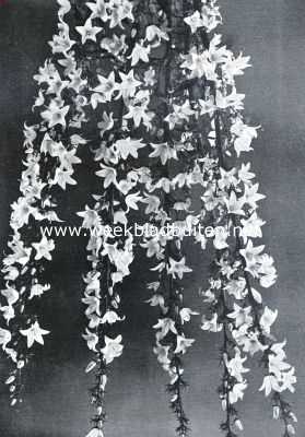 Onbekend, 1935, Onbekend, Campanula Medium Calycanthema (foto's: 