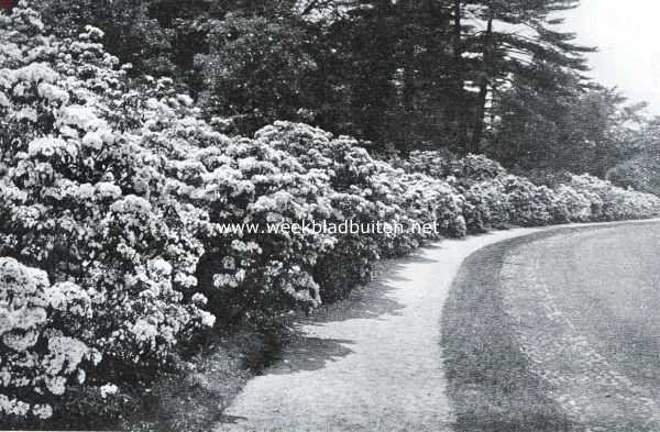 Onbekend, 1935, Onbekend, Bloeiende kalmia's langs een tuinpad
