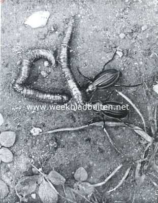 Gouden loopkevers met regenworm
