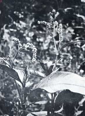 Onbekend, 1935, Onbekend, Onkruiden in de tuin. Perzikkruid