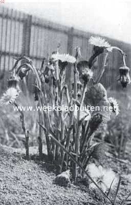 Onbekend, 1935, Onbekend, Onkruiden in de tuin. Klein hoefblad met bloeiende stengels en 